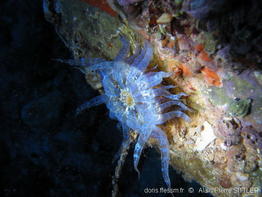 aiptasia_mutabilis-aps210
