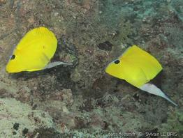 forcipiger_longirostris-slb1