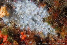 pleraplysilla_spinifera-vl-02
