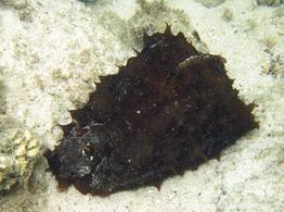 dolabella_auricularia-slb3