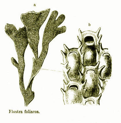flustra_foliacea-brehm-1893