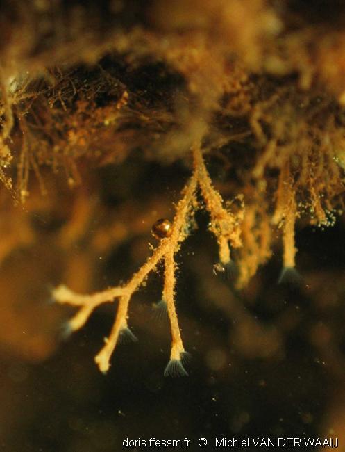 fredericella_sultana-mvw-02