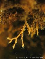 fredericella_sultana-mvw-02