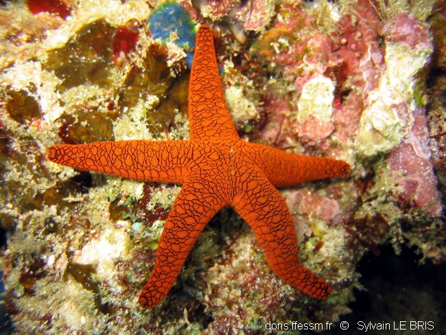 Etoile de mer indienne
