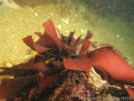 dilsea_carnosa-fa-02