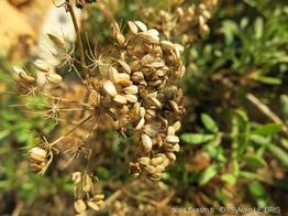 crithmum_maritimum-slb2