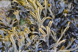 Fucus_ceranoides_qc_01