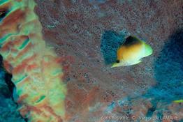 prognathodes_aculeatus(6)