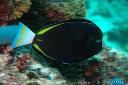acanthurus_nigricans-vm1