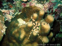 ophiolepis_superba-slb3