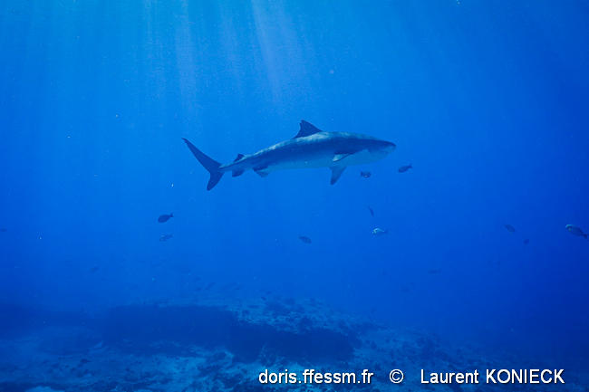 galeocerdo_cuvier-KL02