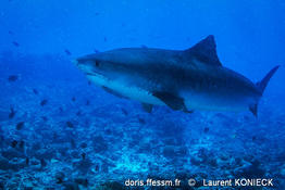 galeocerdo_cuvier-olis-LK01