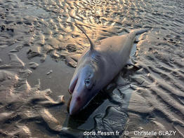 galeorhinus_galeus-cb02
