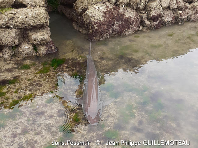galeorhinus_galeus-JPG01