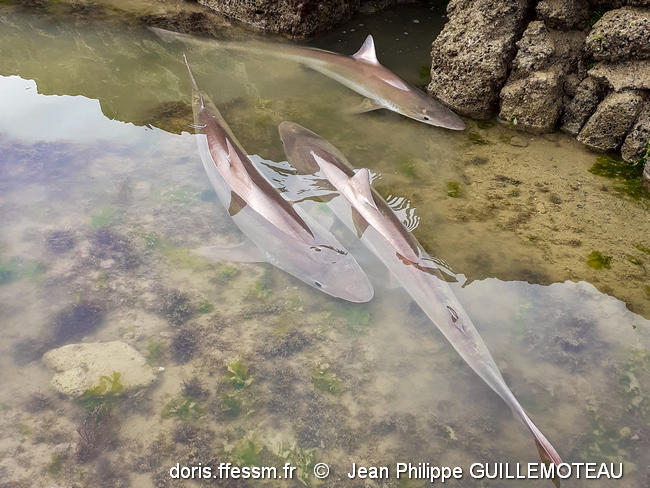 galeorhinus_galeus-JPG02
