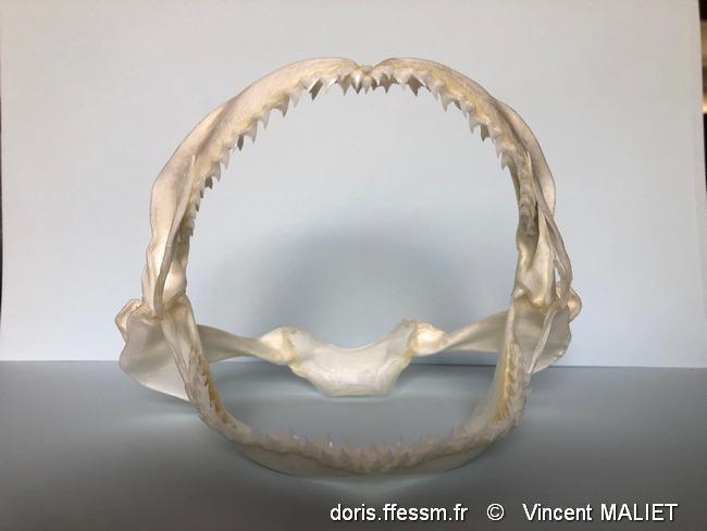 galeorhinus_galeus-vm01