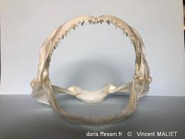 galeorhinus_galeus-vm01