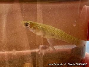 gambusia_holbrooki-chc-10