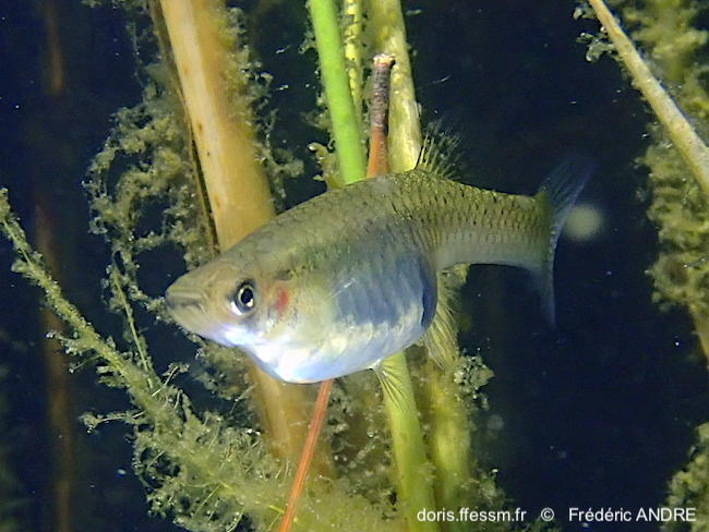 gambusia_holbrooki-fra-10