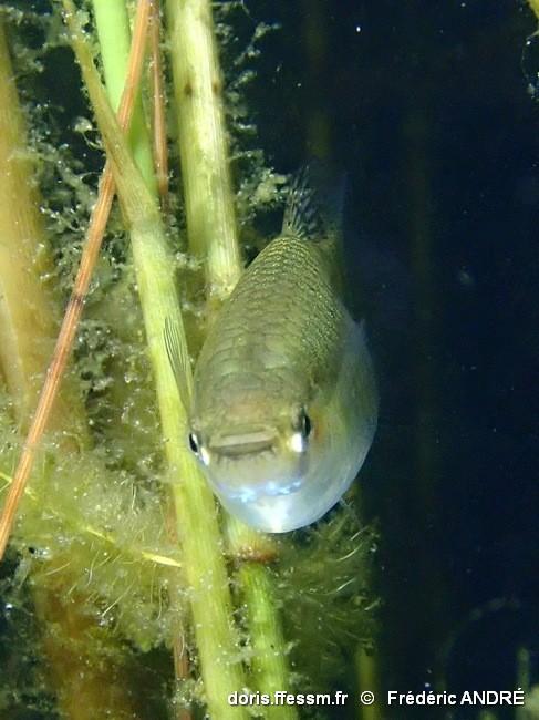 gambusia_holbrooki-fra-20