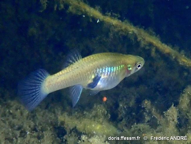gambusia_holbrooki-fra-30