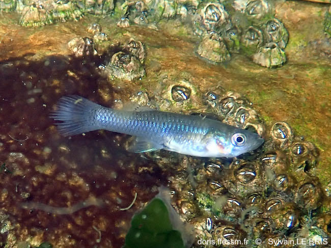 gambusia_holbrooki-slb10