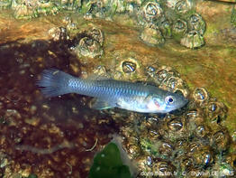 gambusia_holbrooki-slb10