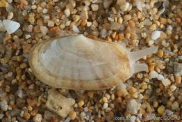 gari_depressa-maco-img_01