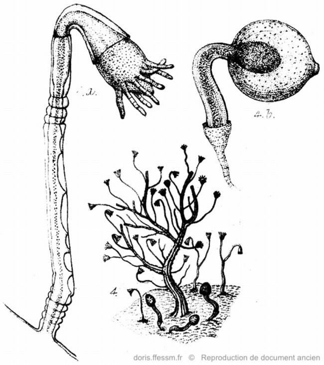 Garveia_nutans-doc-old-6233