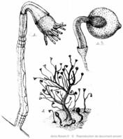 Garveia_nutans-doc-old-6233