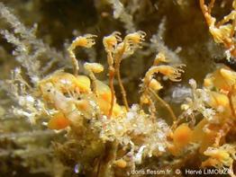 Garveia_nutans-heli6233