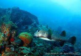 diodon_hystrix_apr2