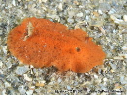 Geitodoris_pusae-andu000-CCby3.0_provisoire