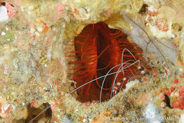 ctenoides_ales-vl1