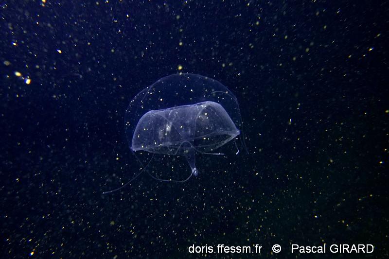 Geryonia_proboscidalis-pg2