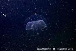 Geryonia_proboscidalis-pg2