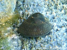 gibbula_philberti-fran-img_51