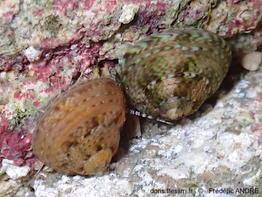 Gibbula_philberti-fran11