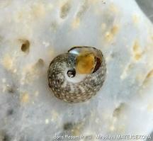 gibbula_philberti-mima-img_05