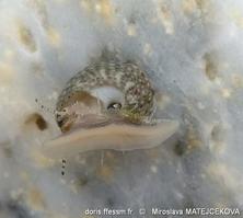 gibbula_philberti-mima-img_06