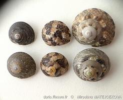 gibbula_philberti-mima-img_08