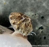 gibbula_philberti-mimaj-img_854
