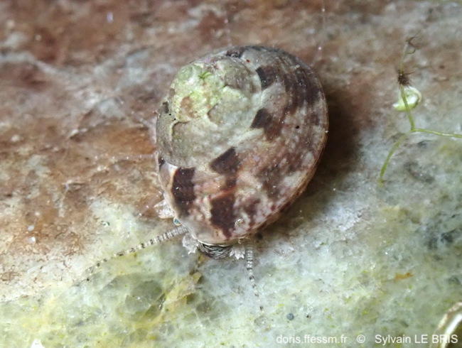 Gibbula_philberti-slb52