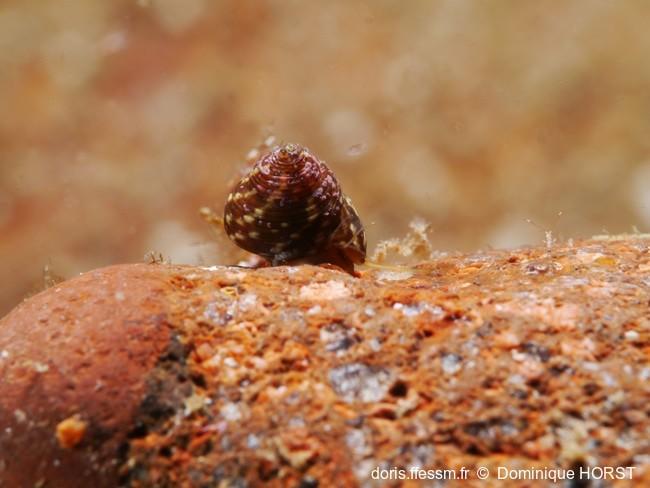 gibbula_turbinoides-doho-img_20