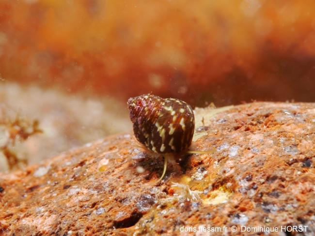 gibbula_turbinoides-doho-img_21