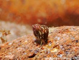 gibbula_turbinoides-doho-img_21