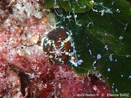 Gibbula_turbinoides-etba1