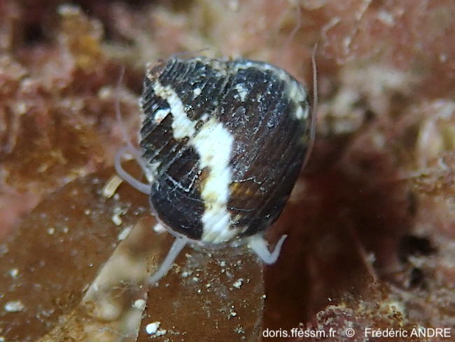 Gibbula_turbinoides-fran63