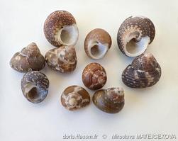 gibbula_turbinoides-mima-img_02