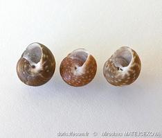 gibbula_turbinoides-mima-img_03